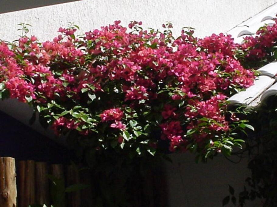 Morada Das Flores Porto Alegre Exteriér fotografie